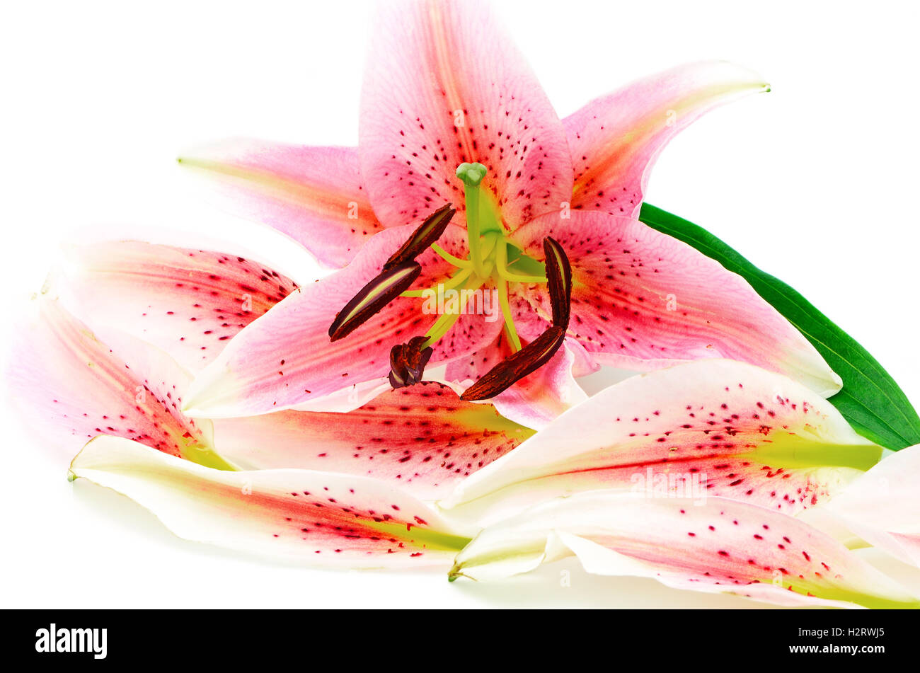 White flower lily isolated hi-res stock photography and images - Alamy