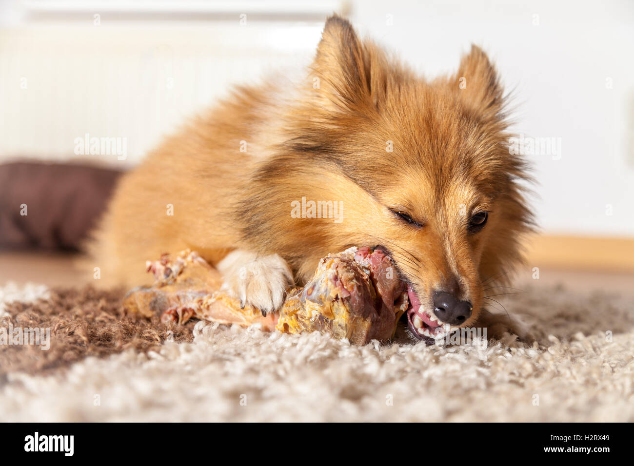 Shetland Sheepdog chews a pig bone Stock Photo
