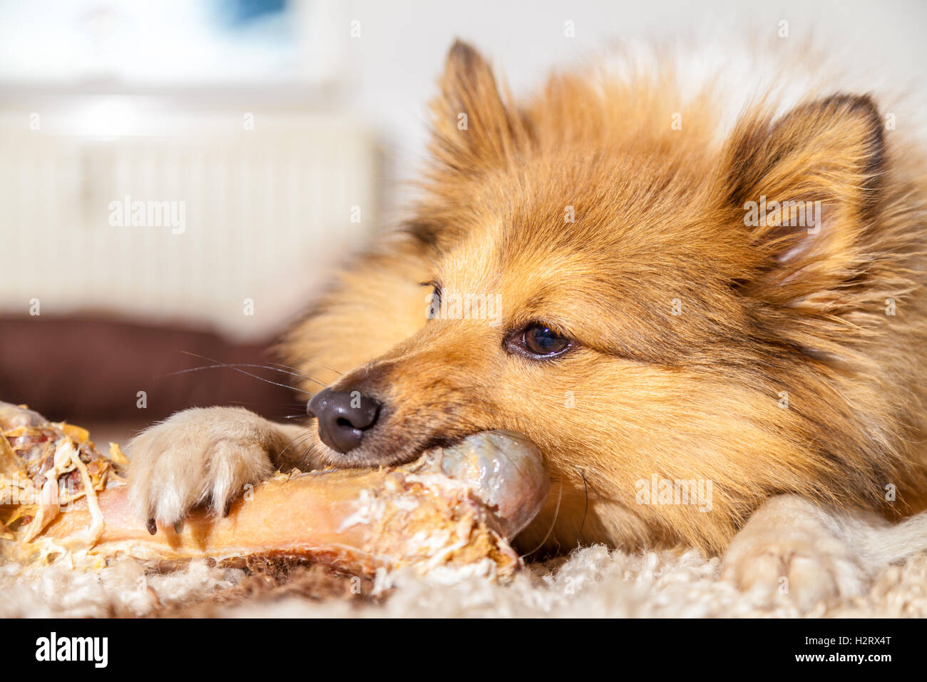 Shetland Sheepdog chews a pig bone Stock Photo - Alamy