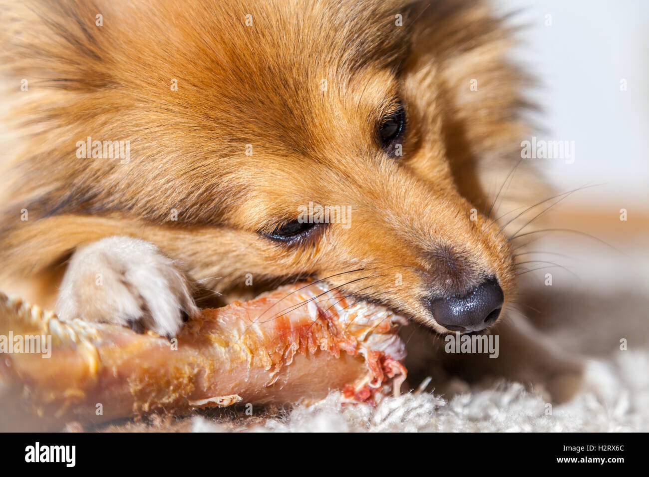 Shetland Sheepdog chews a pig bone Stock Photo