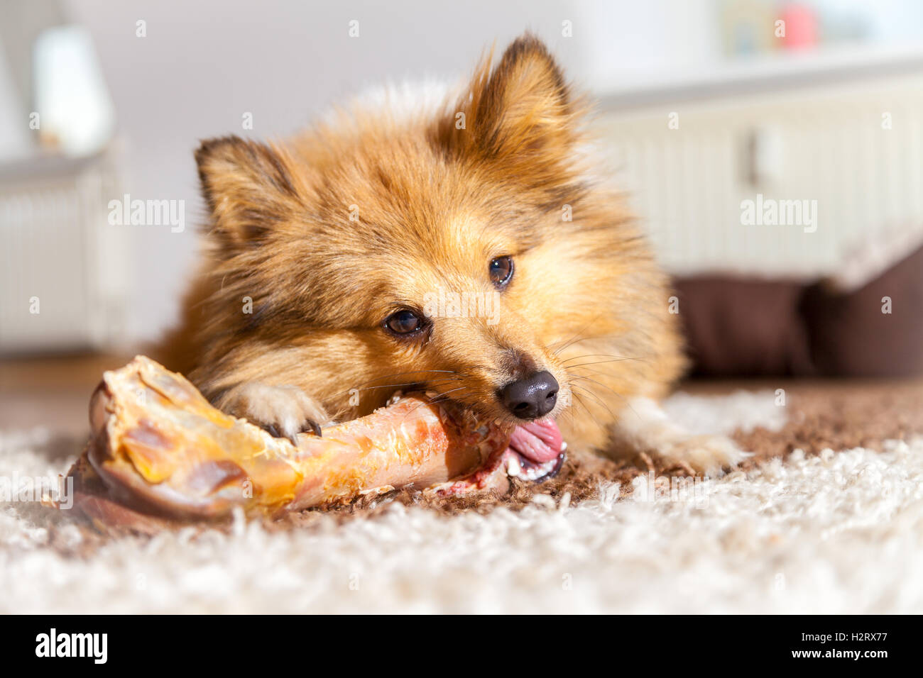 Shetland Sheepdog chews a pig bone Stock Photo - Alamy