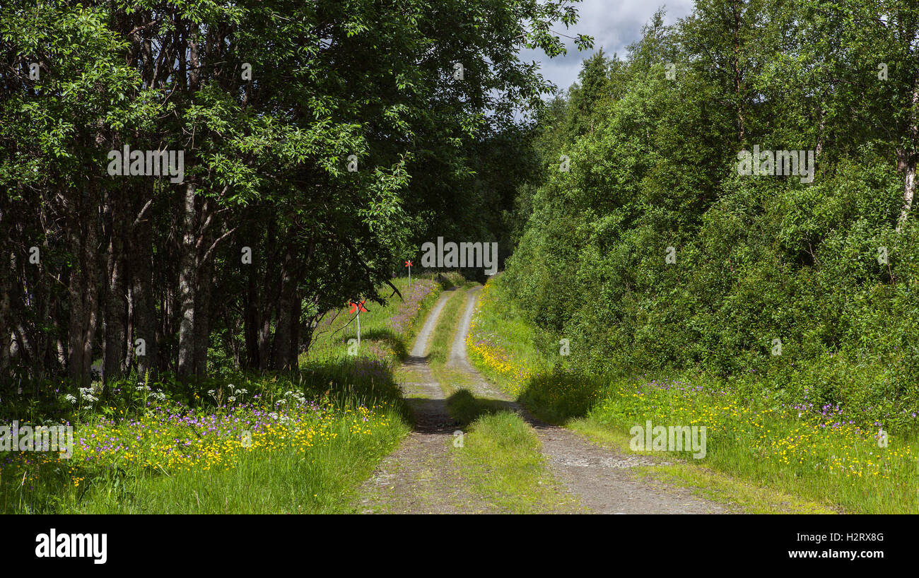 Country road, path surrounded by flowers and trees. Shadows and summer ...