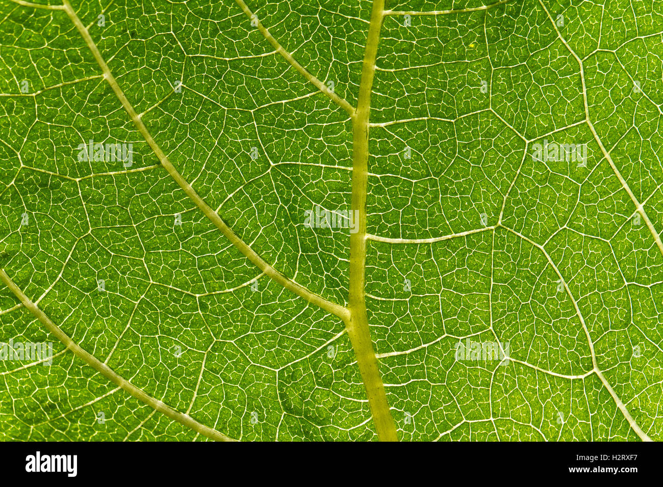 Green leaf texture macro. Nature background Stock Photo - Alamy