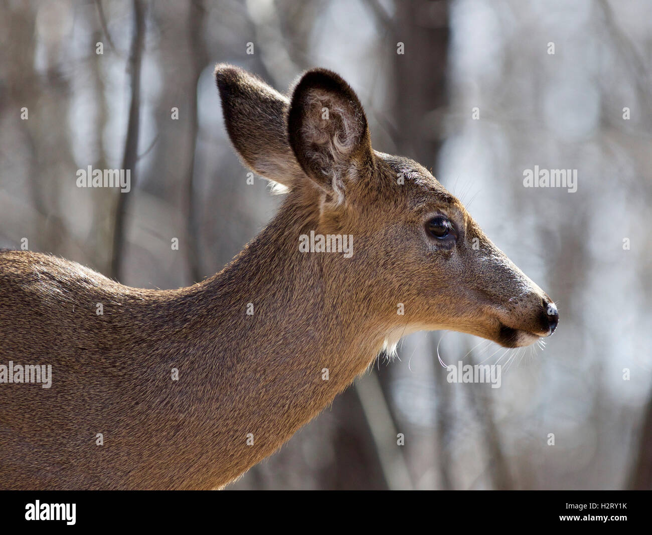Beautiful isolated image with a wild deer in the forest Stock Photo Alamy