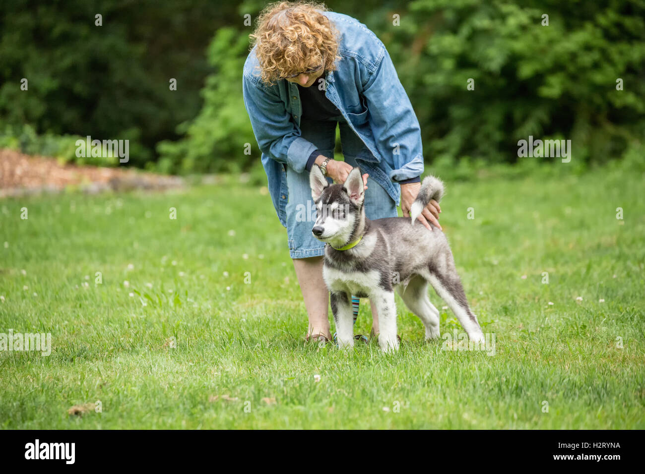 Dashiell, a three month old Alaskan Malamute puppy, standing in a show pose on a 'stay' command in Issaquah, Washington, USA Stock Photo