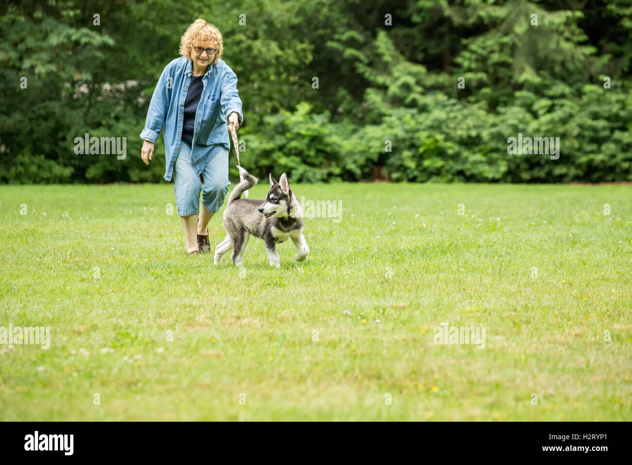 Dashiell, a three month old Alaskan Malamute puppy tugging on his leash during a walk in a local park, in Issaquah, Washington, Stock Photo