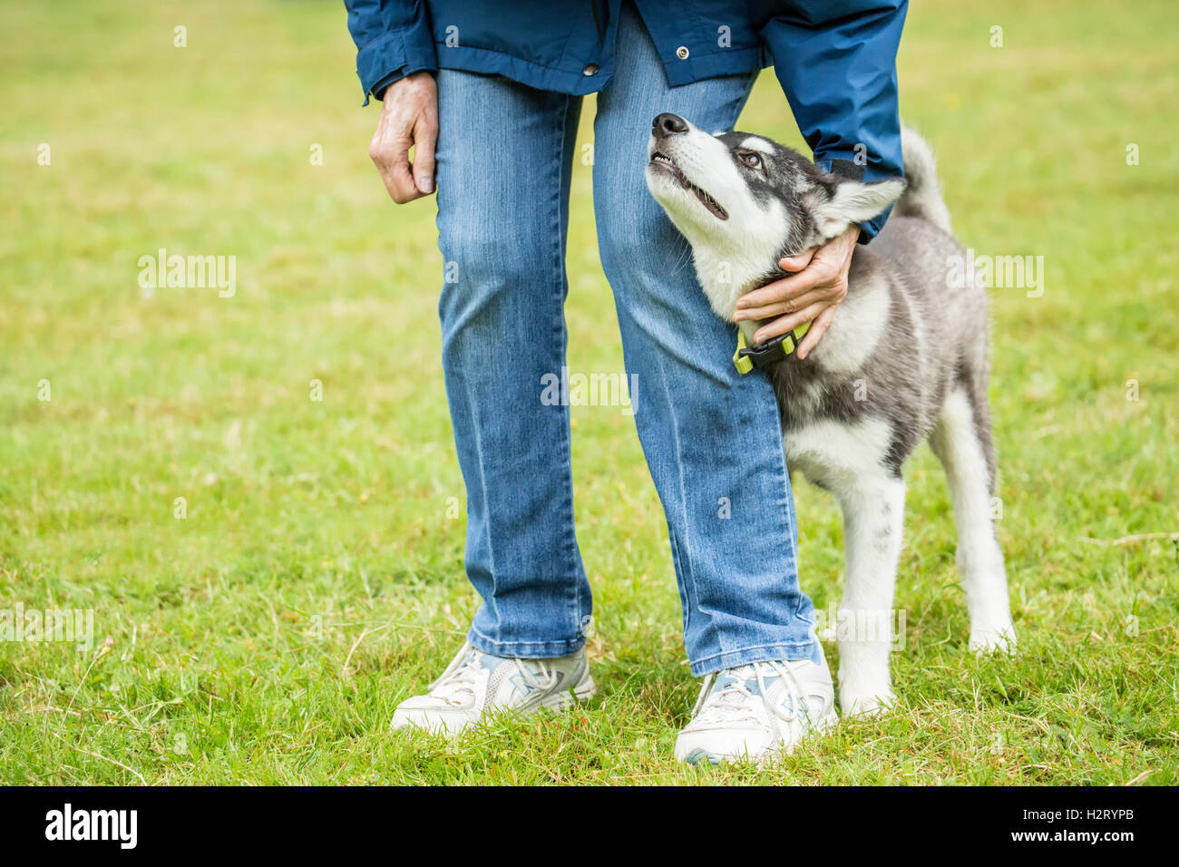 Dashiell, a three month old Alaskan Malamute puppy greeting a friendly neighbor in a local park, in Issaquah, Washington, USA Stock Photo