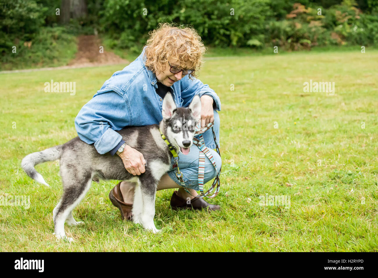 Dashiell, a three month old Alaskan Malamute puppy being praised by and getting affection from his owner in Issaquah, Washington Stock Photo