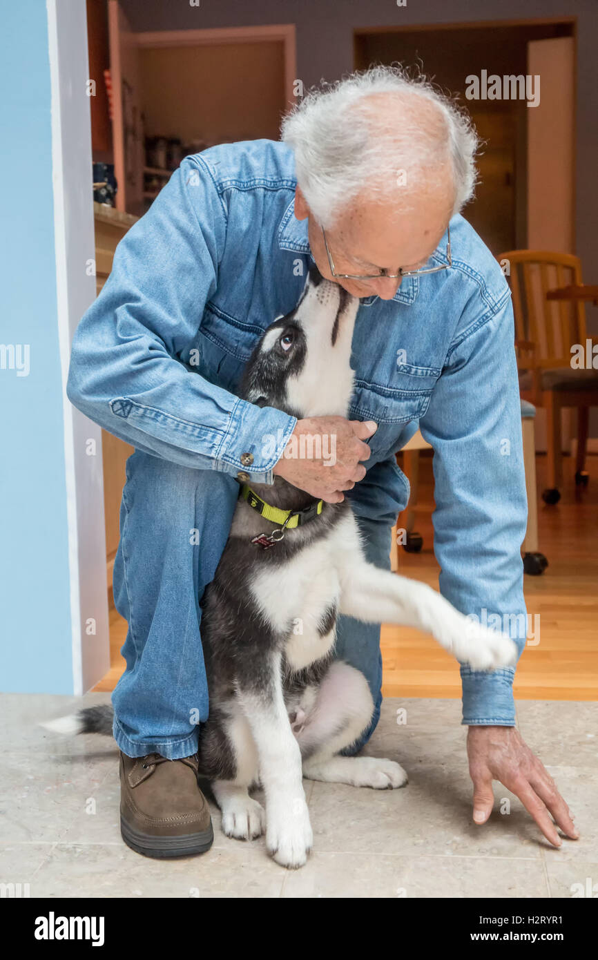 Dashiell, a three month old Alaskan Malamute puppy affectionately giving a friend doggy kisses, in Issaquah, Washington, USA Stock Photo