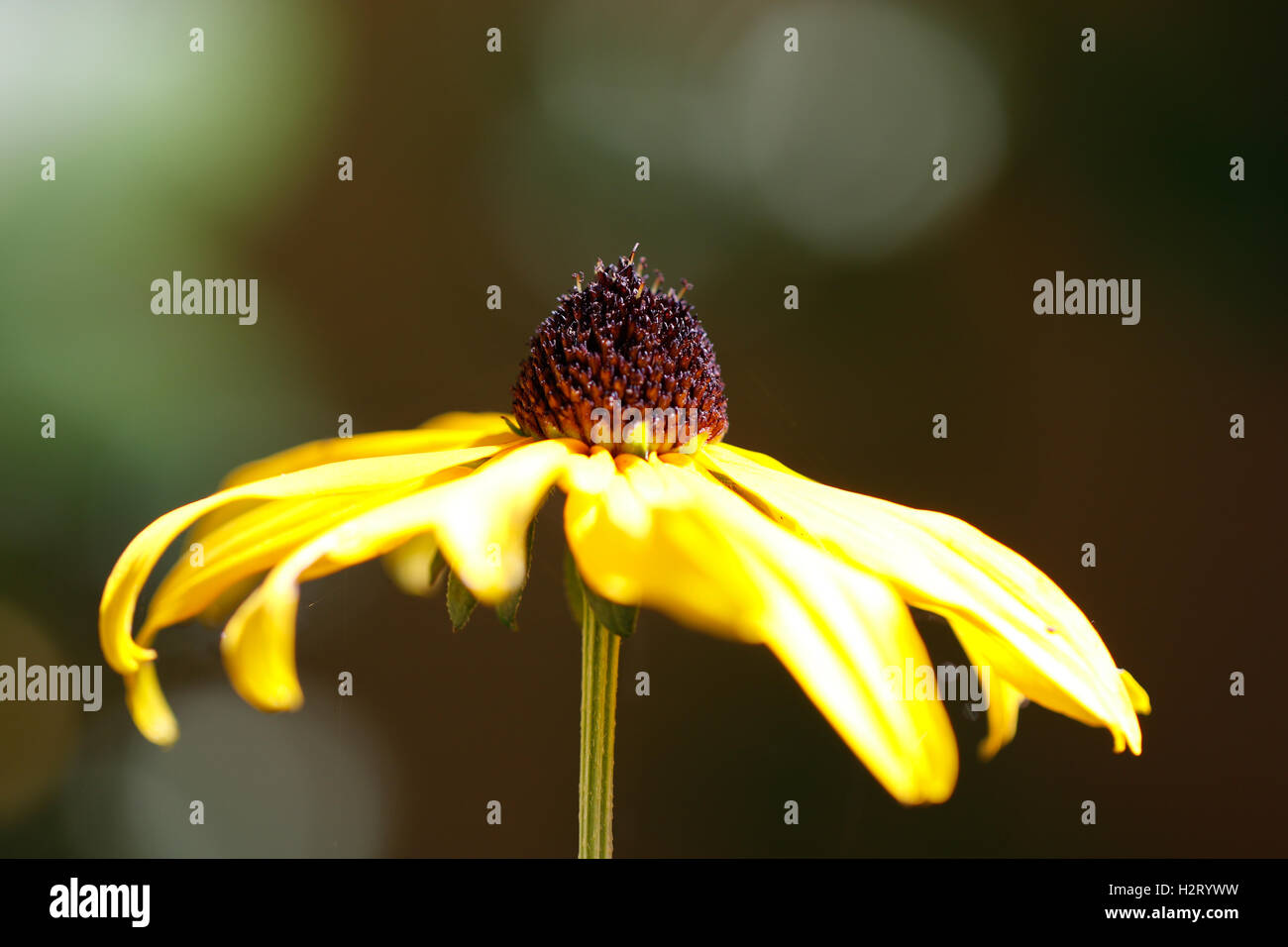 Yellow Gerbera daisy growing in the garden Stock Photo Alamy