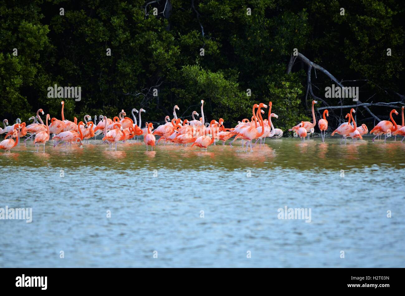 Pink flamingos in Mexico Celestun Stock Photo