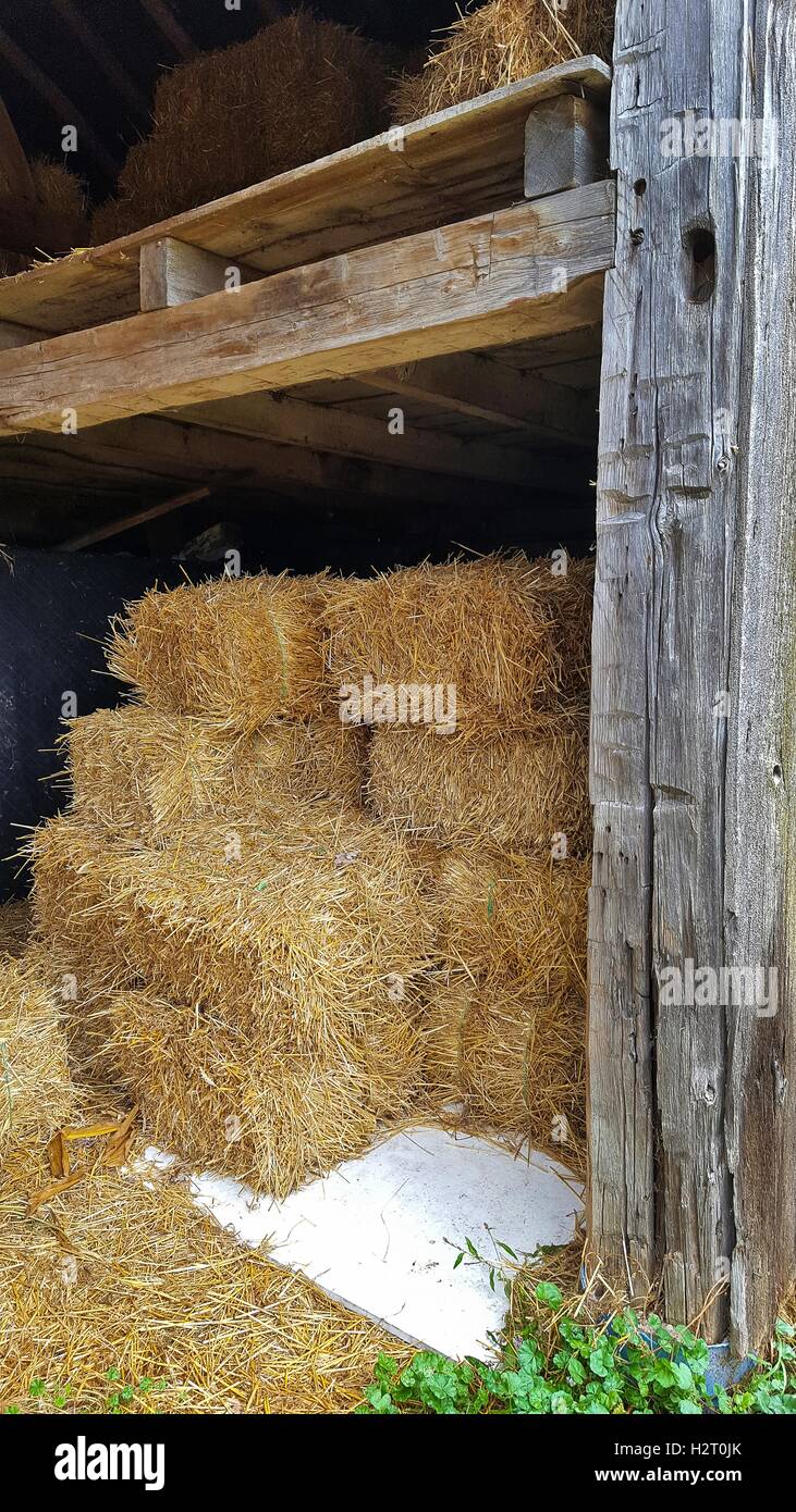 stacked hay bales in barn entrance Stock Photo