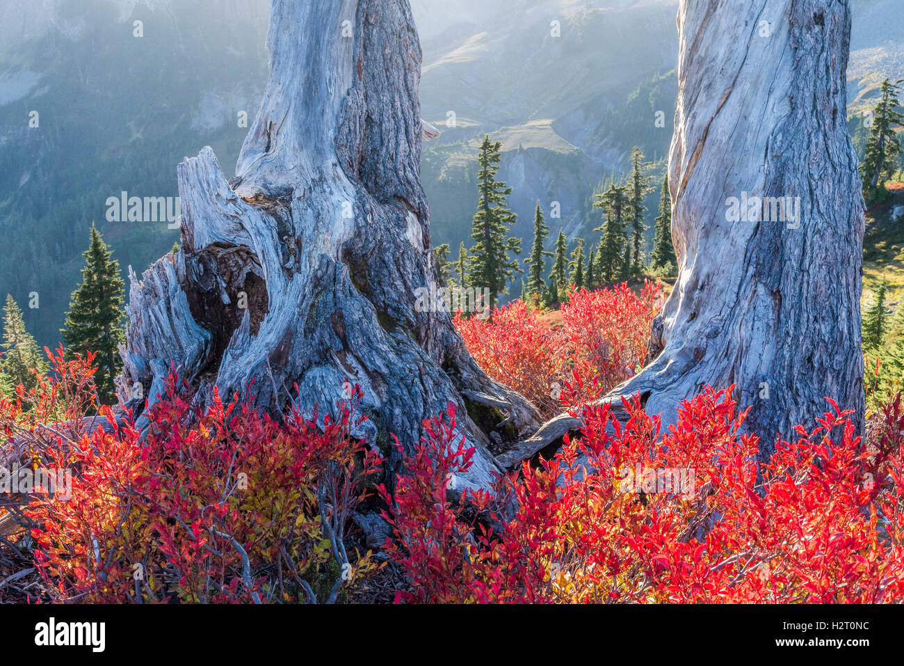 Fall colour.  Mt. Baker-Snoqualmie National Forest, Washington State, USA Stock Photo