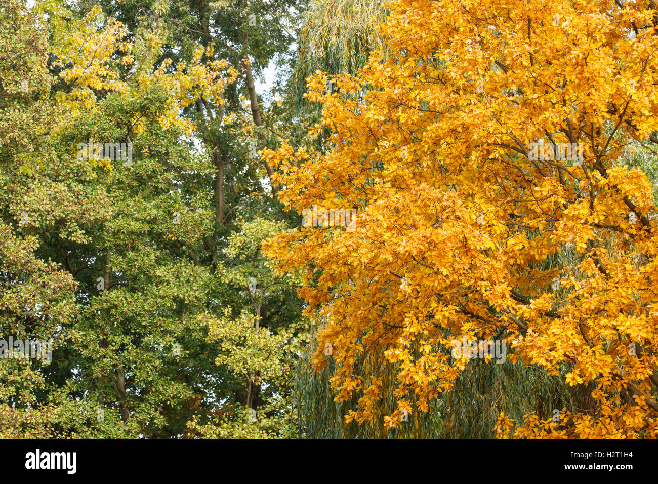 Trees with green, yellow and orange leaves in park, autumn Stock Photo ...
