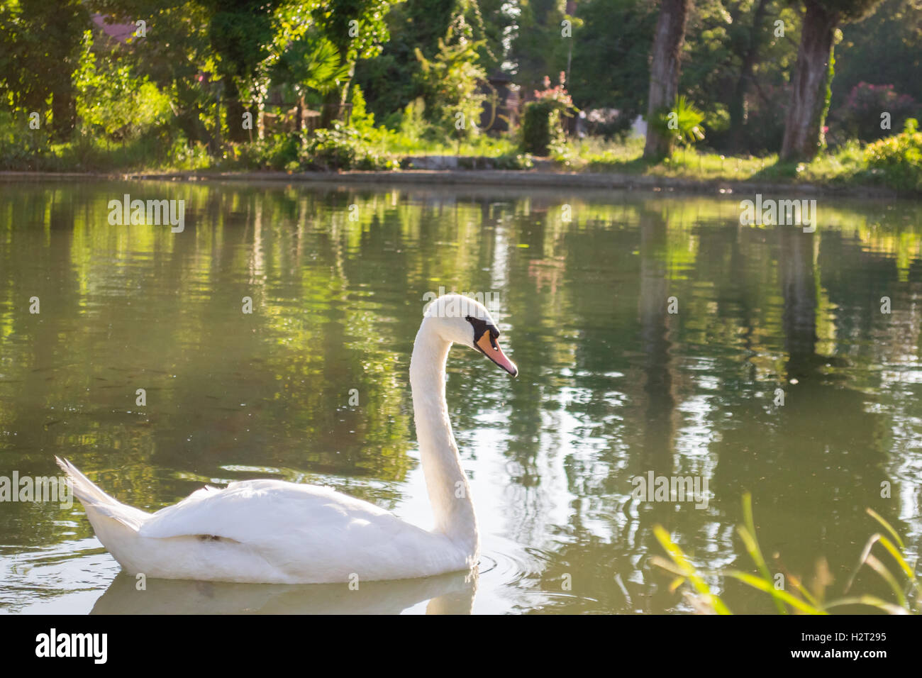 swan bird lake white pond water nature animal animals Stock Photo - Alamy