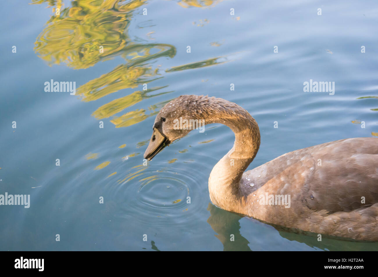 swan bird lake white pond water nature animal animals Stock Photo - Alamy