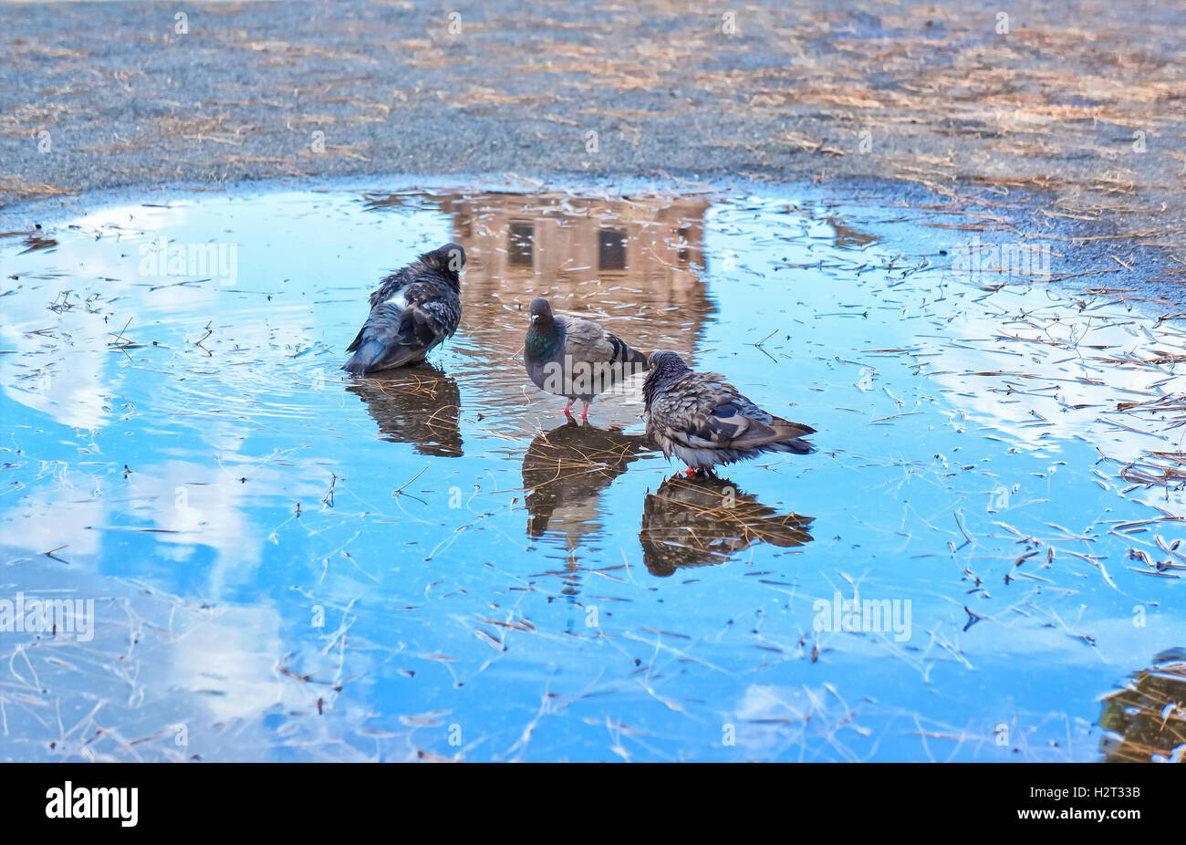 Urban pigeons in Rome, Italy Stock Photo - Alamy