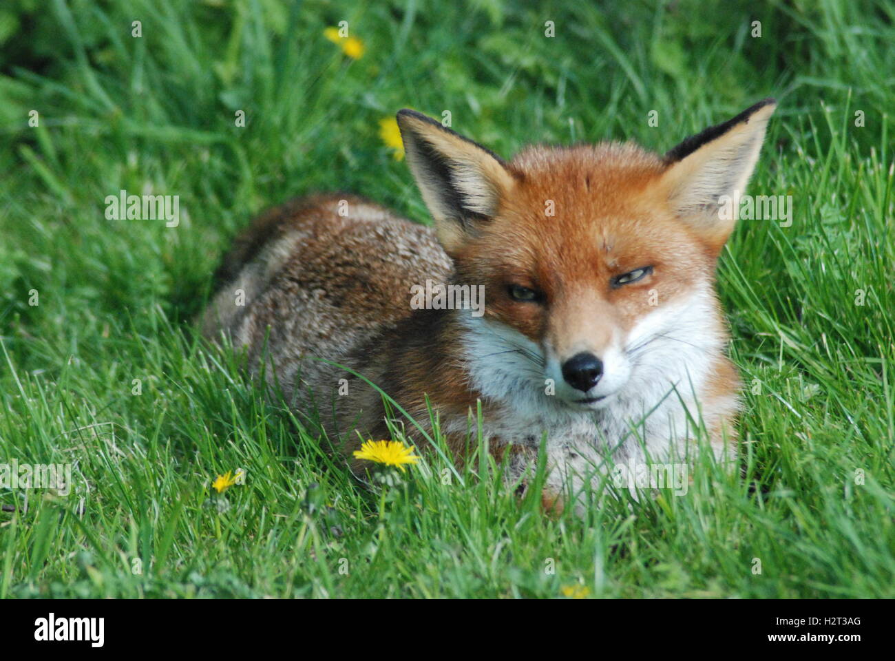 Red fox british wildlife centre hi-res stock photography and images - Alamy
