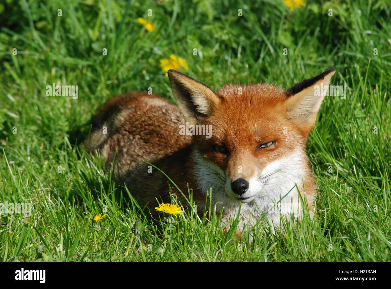 Fox or red fox (Vulpes vulpes) at the British Wildlife Centre in Surrey, UK Stock Photo