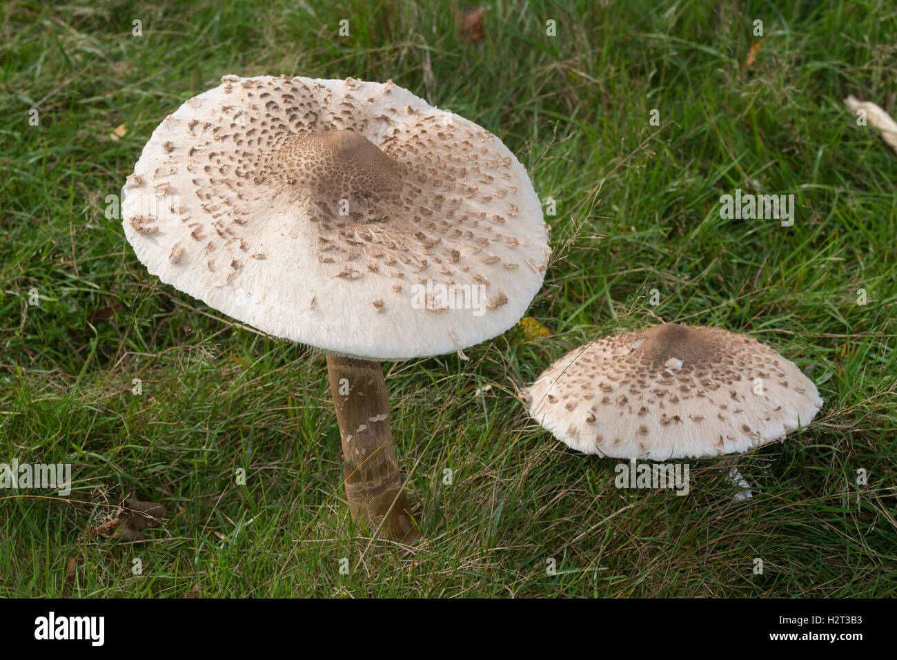 Parasol toadstools (Macrolepiota procera or Lepiota procera) in grassland habitat in Surrey, UK Stock Photo