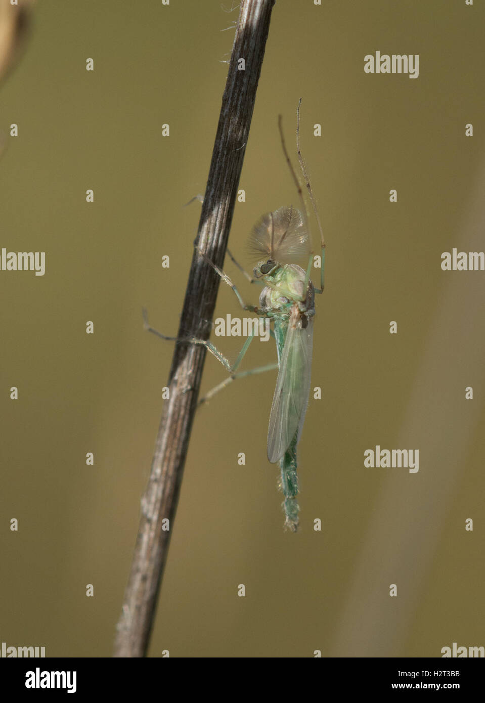 Male non-biting midge - Chironomus species - Chironomidae family - in Hampshire heathland habitat in England Stock Photo