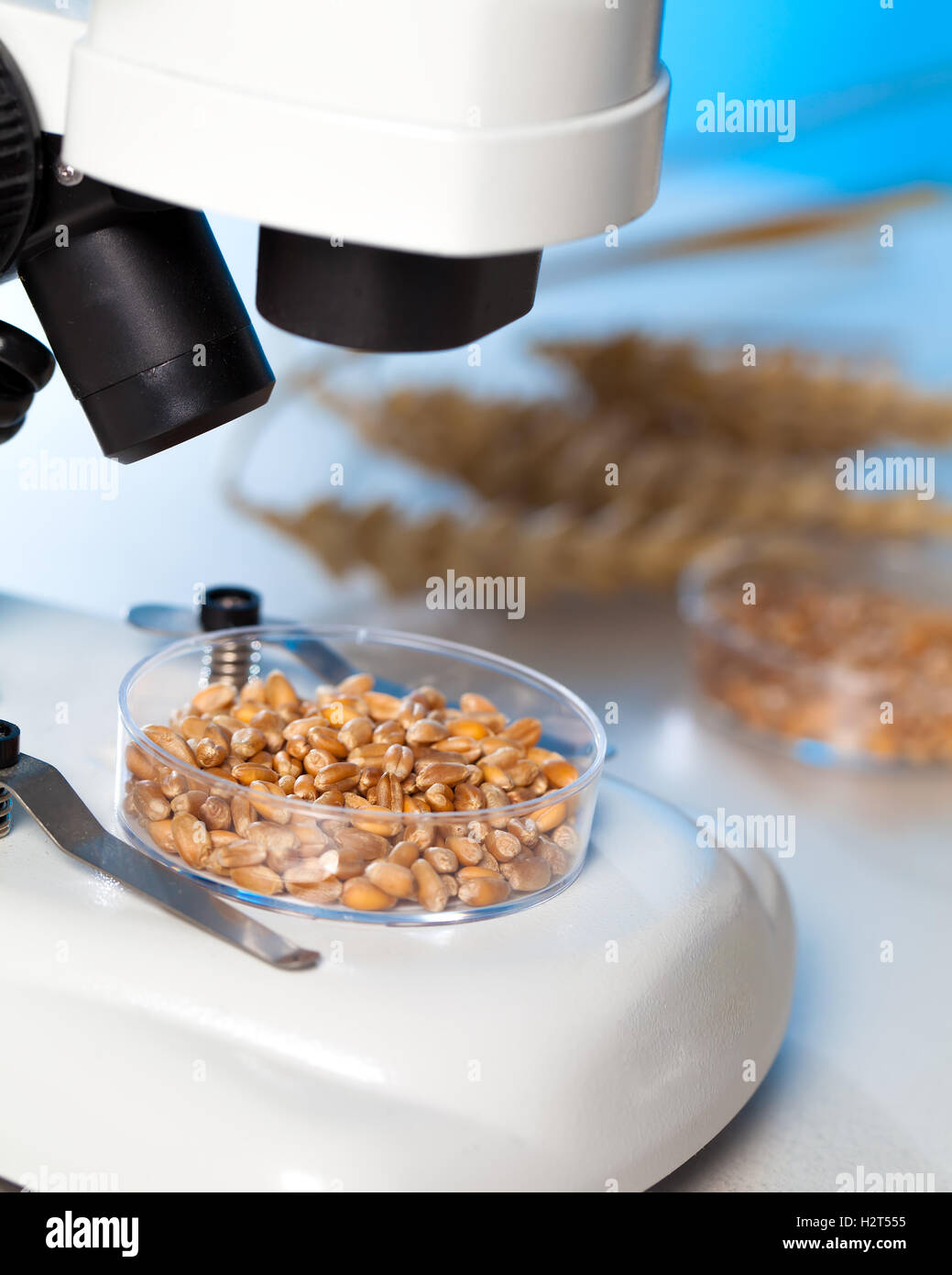 Microbiological Testing for Food Quality Stock Photo Alamy