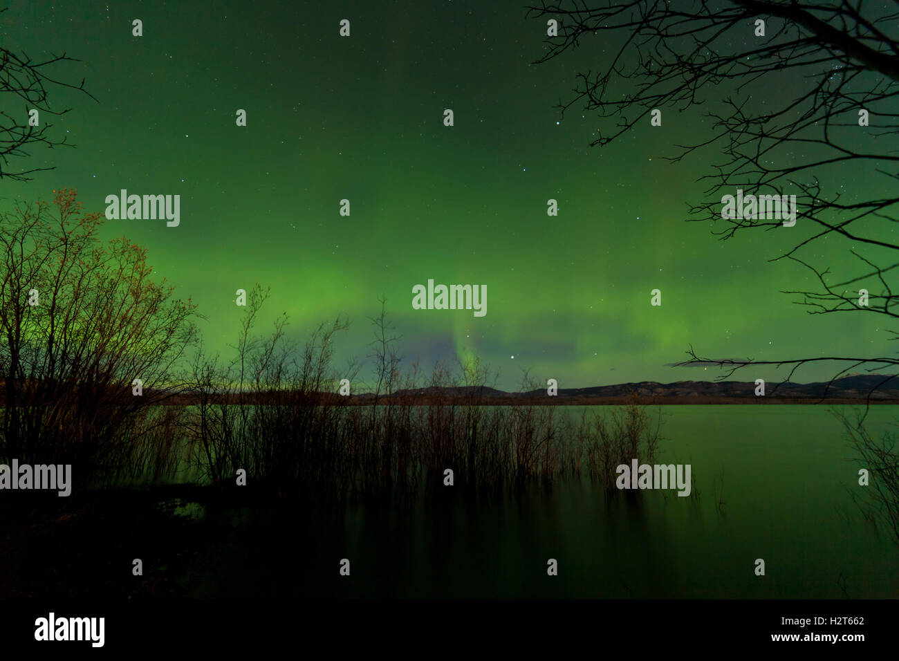 Northern Lights display Lake Laberge shore willows Stock Photo - Alamy