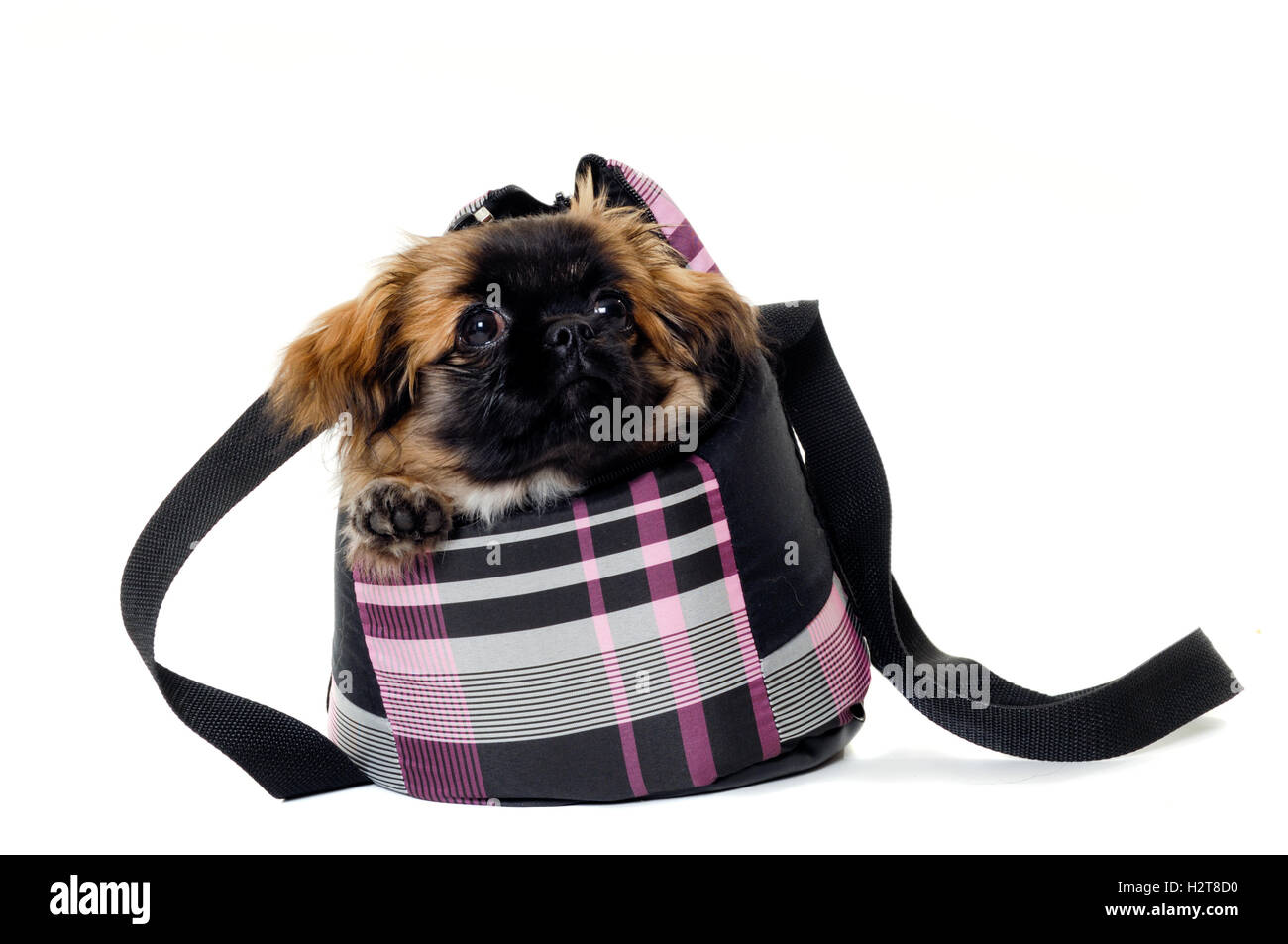 Dog In Bag High Resolution Stock Photography and Images Alamy
