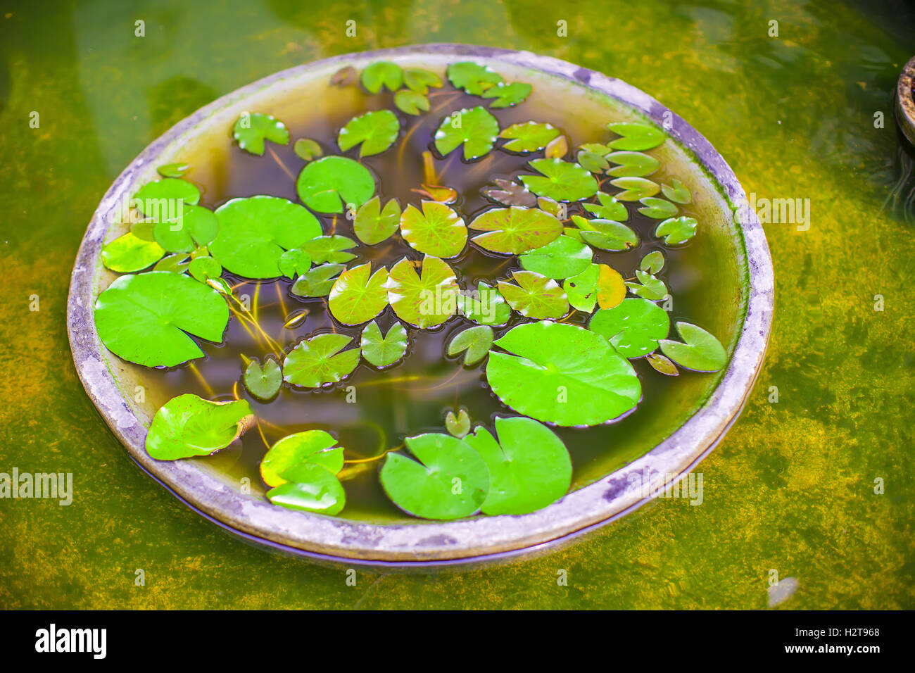 Small water lilies in a pond Stock Photo