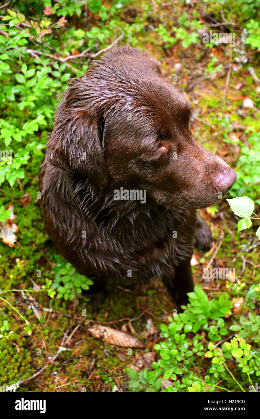 Brown Labrador retriever sits and philosophizes in the Swedish forest. Wet happy dog between blueberry plants. Stock Photo
