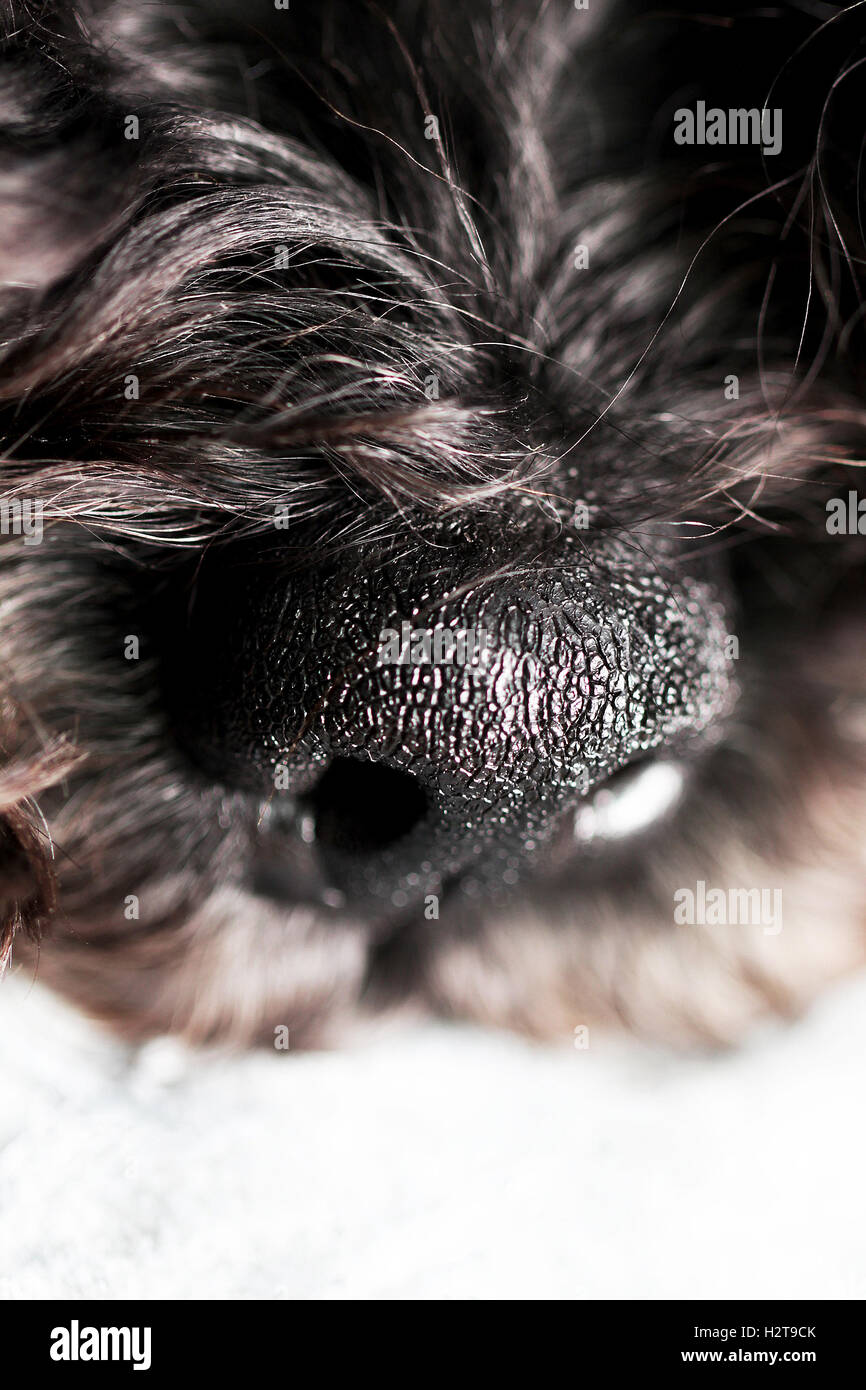 Dog's nose close up with selective focus Stock Photo