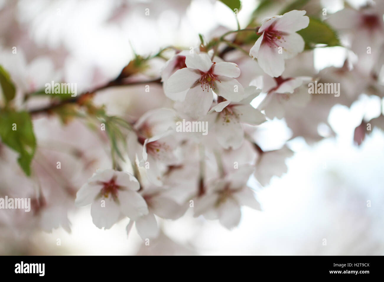 Photo fresh spring sakura hi-res stock photography and images - Alamy