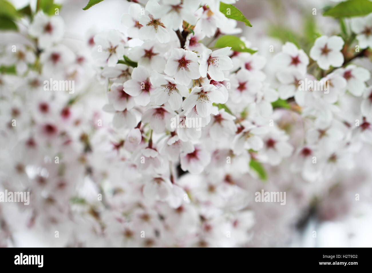 Sakura banner hi-res stock photography and images - Alamy