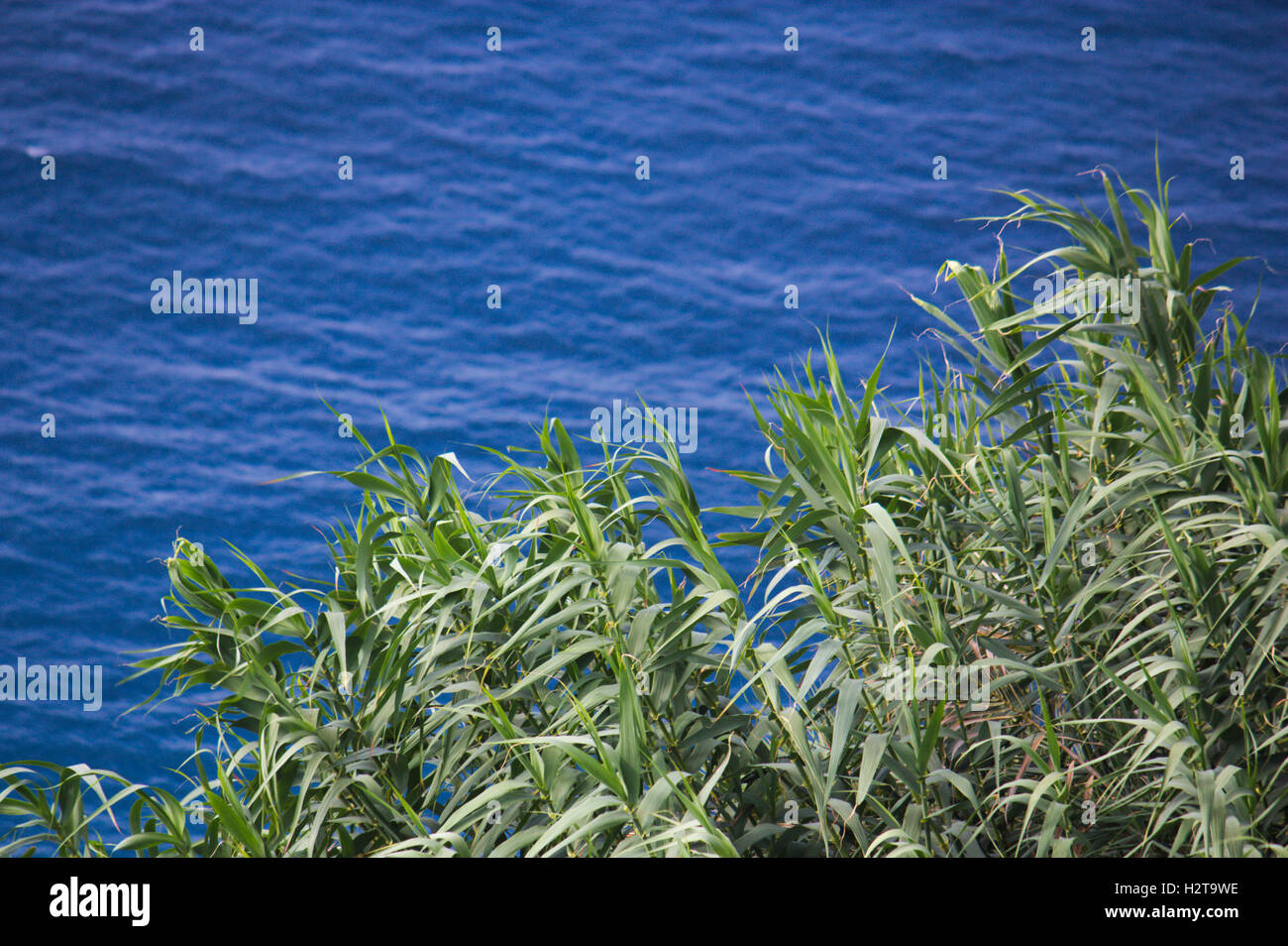 Giant cane or Arundo donax with the blue sea on background. Carrizo, cañar Stock Photo