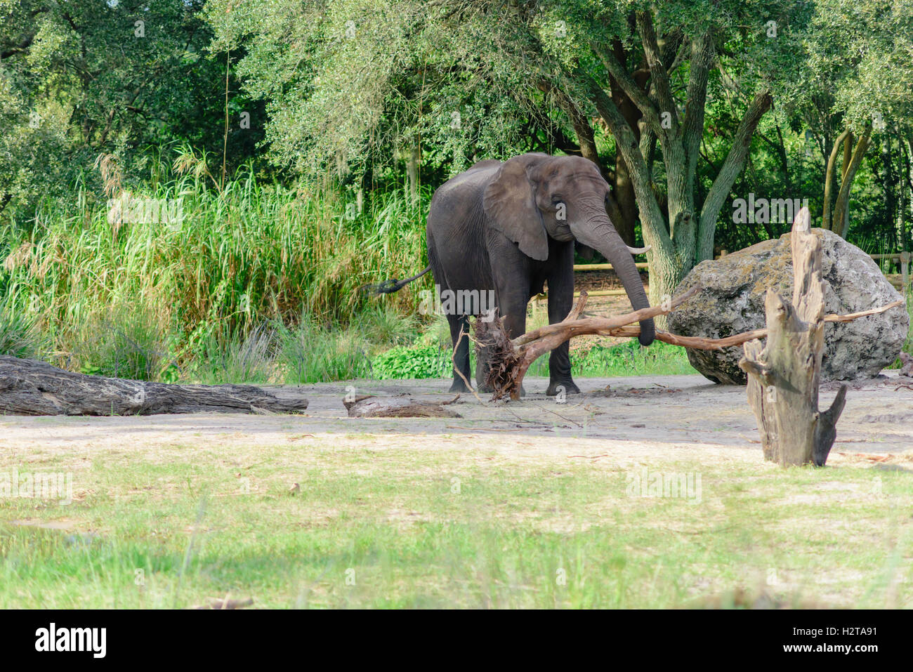 Elephant at Disney's Animal Kingdom carrying small tree Stock Photo
