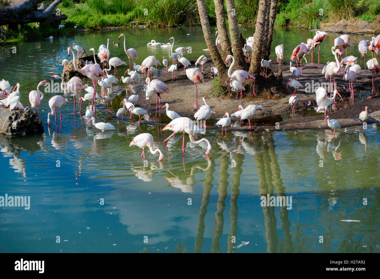 flamingos, Kilimanjaro safari, animal kingdom, Walt Disney World Stock Photo