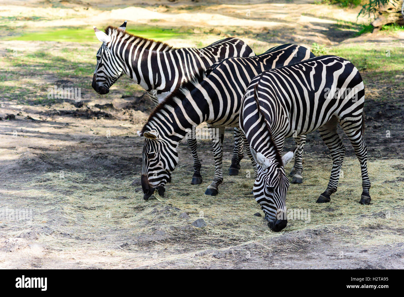 Three zebras at Disney's Animal Kingdom Stock Photo Alamy