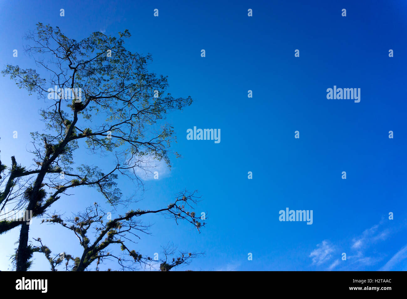 Tree and beautiful blue sky near Manizales, Colombia Stock Photo