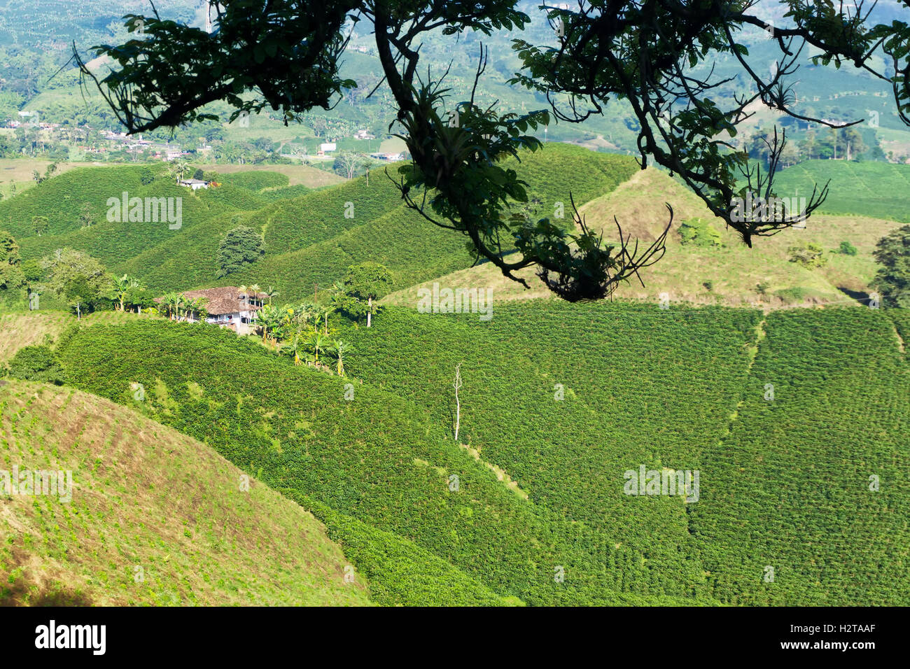 Landscape of coffee plants near Manizales, Colombia Stock Photo