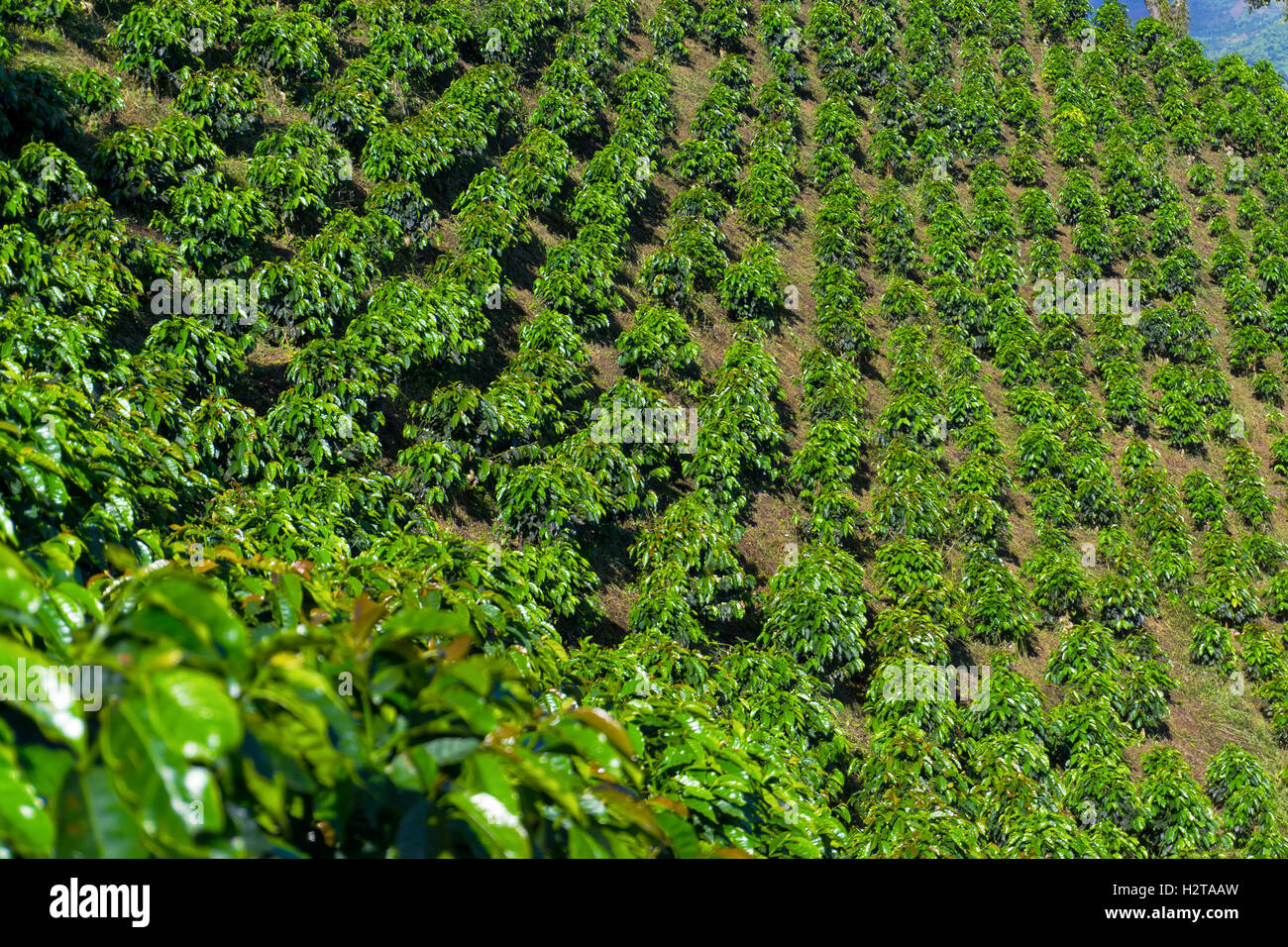Rows of coffee plants growing outside of Manizales, Colombia Stock Photo