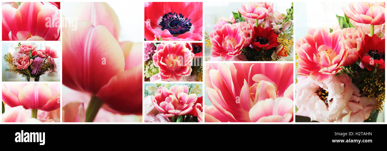 Beautiful close up macro photo of tulip collage Stock Photo - Alamy