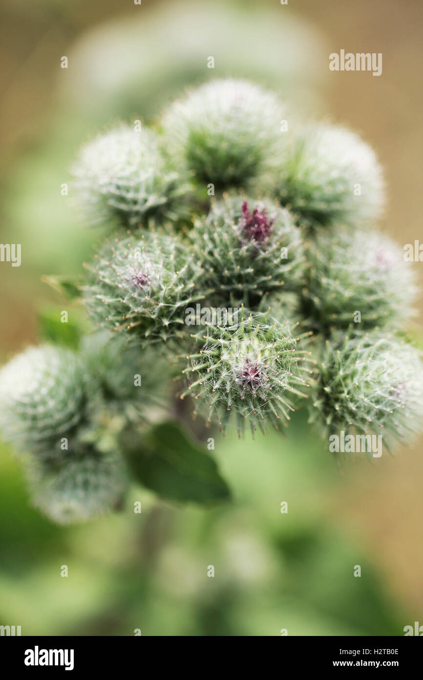 Agrimony or burdock wild blooming plant close up macro photo Stock Photo