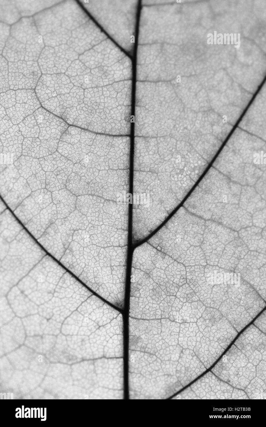 Leaf macro close up photo texture background black and white Stock Photo