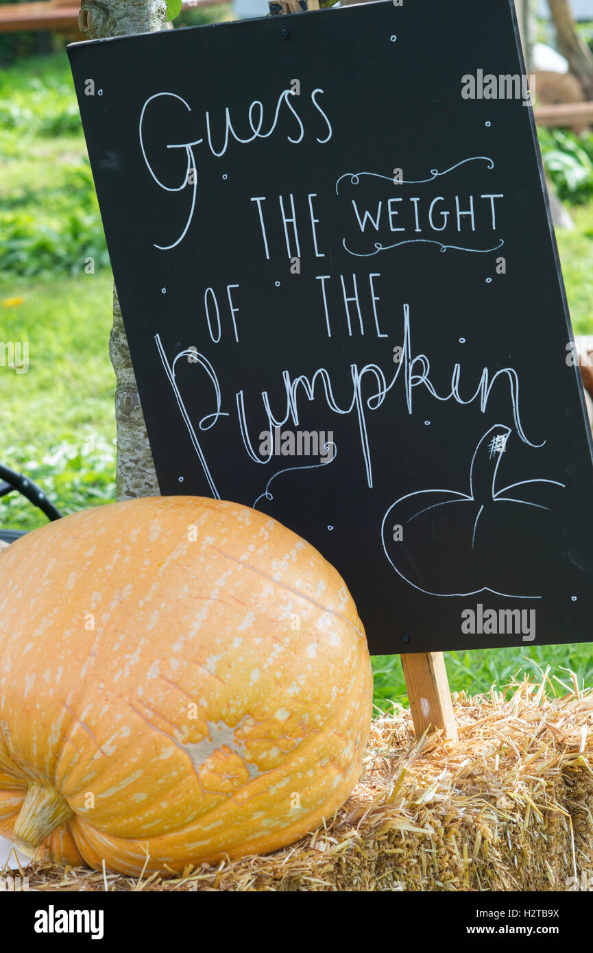 Guess the weight of the pumpkin hi-res stock photography and images - Alamy