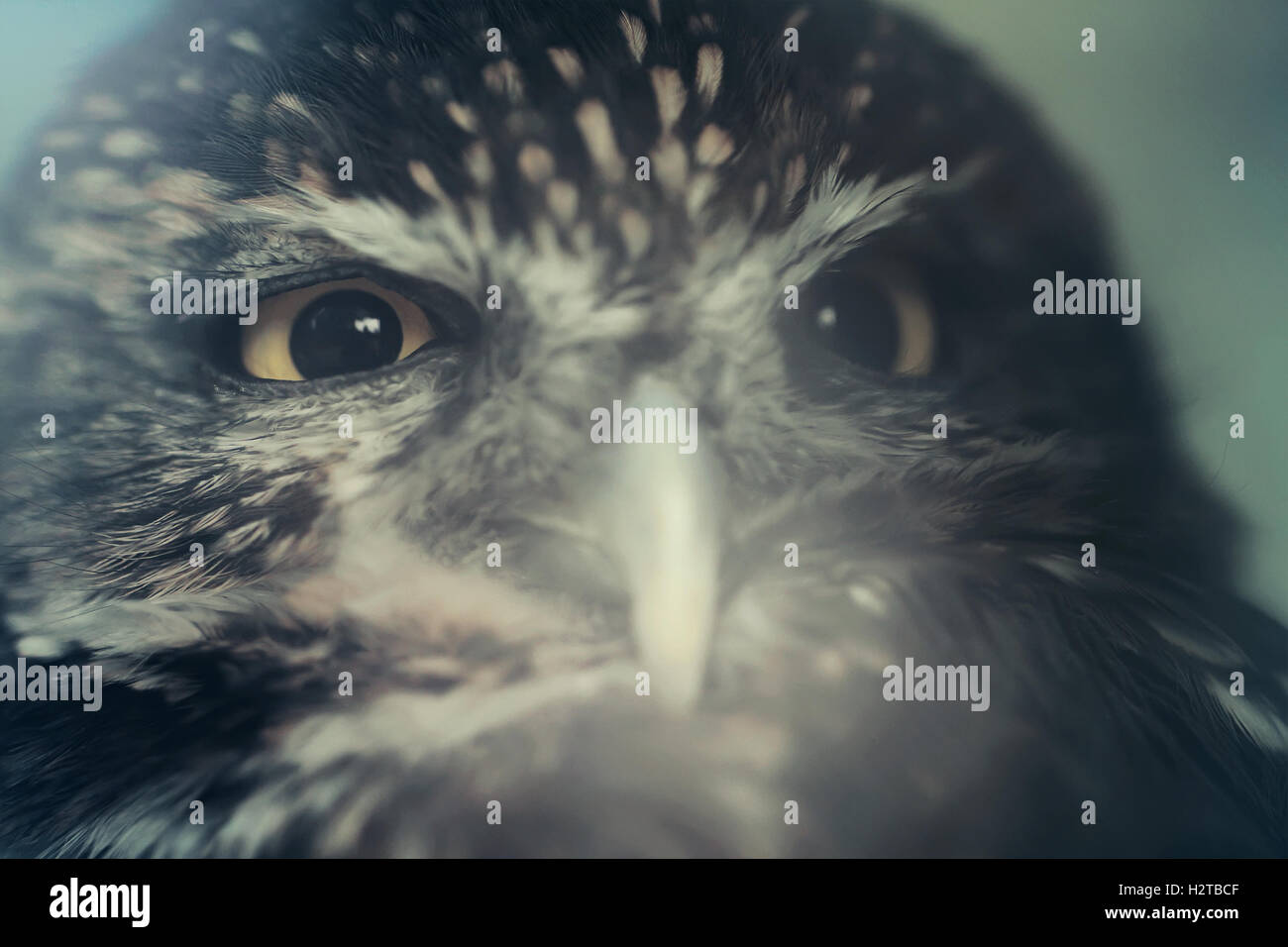 Little owl bird close up animal portrait photo Stock Photo Alamy
