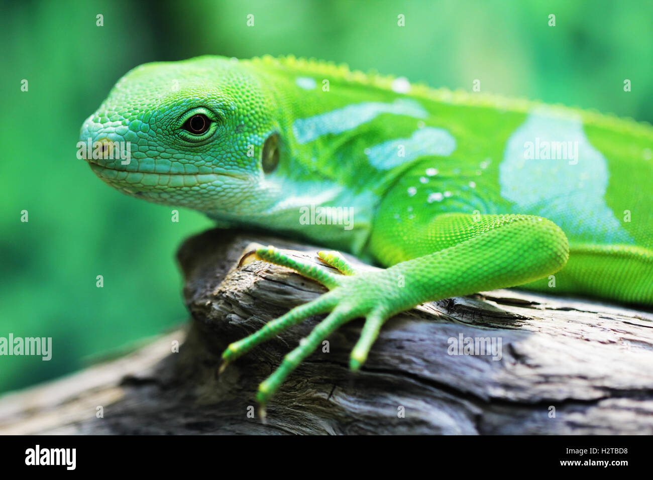Family of lizards hi-res stock photography and images - Alamy