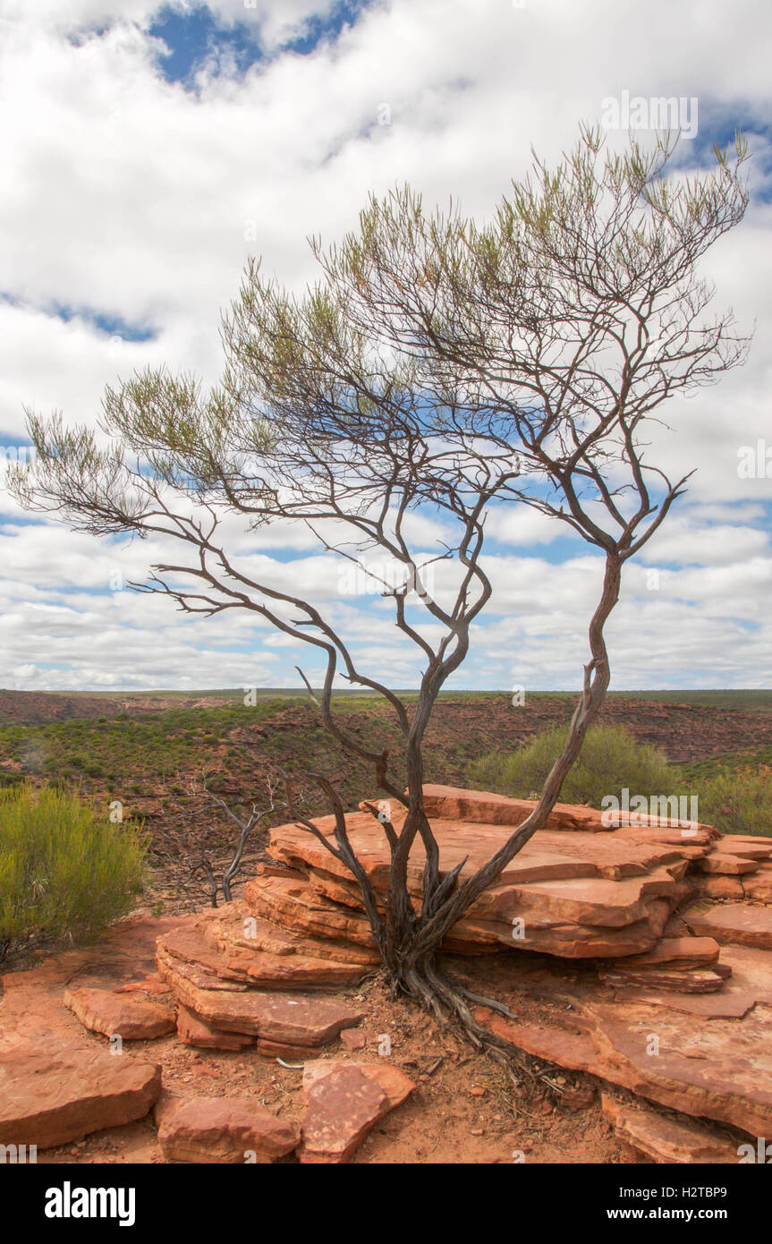 Tree Growing Out Of Rock High Resolution Stock Photography and Images