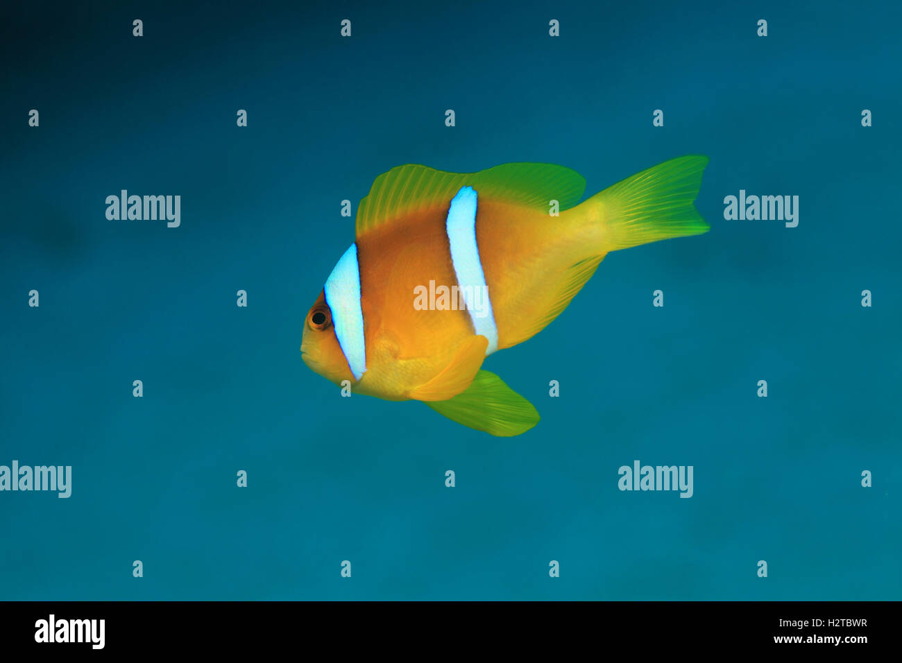 Red sea anemonefish (Amphiprion bicinctus) underwater in the tropical Red sea Stock Photo