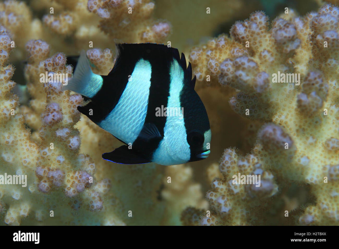 Humbug Damselfish (Dascyllus aruanus) underwater in the tropical Red sea (Ägypten) Stock Photo