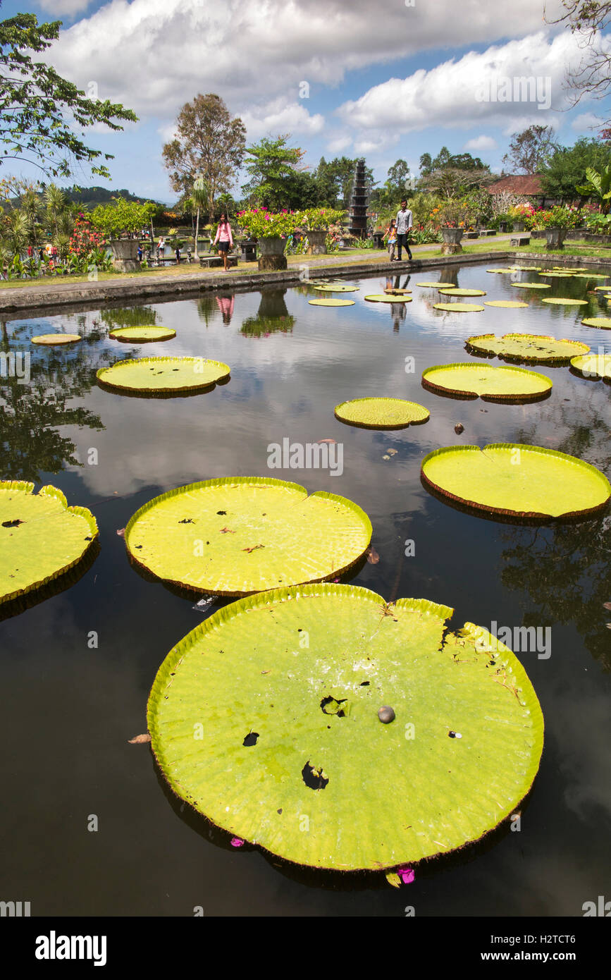 Indonesia, Bali, Tirta Gangga, Ababi, Water Palace, giant water lily pond Stock Photo